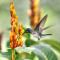 HADCO Experiences at Asa Wright Nature Centre