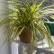 Cool Breeze Suites
