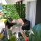 Apartments Coric