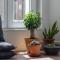 IDEAL & SOLEADO duplex con jardín