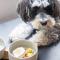 hotel anddoggy Kyoto Nijo