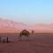 Desert Bird Camp Desert Bird Camp