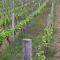 Gite vigneron nature - Montaigut-le-Blanc