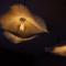 Love Room Suite Bali - Auray en Bretagne