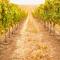 Welcome to Vineside