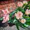 The Dorm Bed and Breakfast - Eccleshall