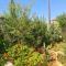 Ivi's House Giolou