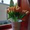 Apartman IVANA Apartman IVANA