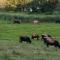 Iris Comfortable holiday residence - Walsdorf