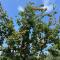 Juniperus Village House