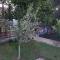 The Olive Grove