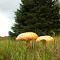 Cajun Cedar Log Cottages - Margaree Forks