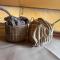 Glamping Mangoeste