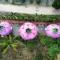 Leah's Crestview Farm Resort - Toledo