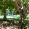 The Mangifera