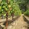 Luxury Napa Vineyard Estate 15 min from St. Helena - Angwin