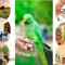 Grand Refuge Bird view Lake jogging Foods Bikes Tuk tuk & free city tour guidence