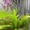 Home Stay Evo