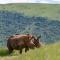 Zulu Rock Lodge - Babanango Game Reserve - Ulundi