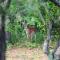Pine Brae Eco-Resort
