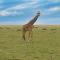 Muthu Keekorok Lodge, Maasai Mara, Narok - Keekorok