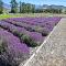 Lavender Farm Boutique Guest House