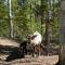 Sixty Six Degrees North - Lapland Home & Forest - Överkalix