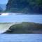 Whales and Waves