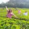 Forestscape Resort Munnar