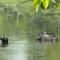 Hotel Safari Suite - Sauraha