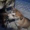 Foto: Guesthouse Husky 15/25