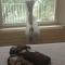 Villa la Grette