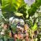 Raices Amambai Lodges