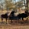 Winterfell Lephalale Lodge