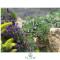 Flow House&Garden