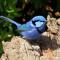 Swallows Cottage, Margaret River