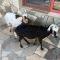 Amazi Land Home and Farm Stay