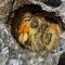 Guesthouse Tanano/Dodo