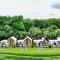 Nalai View Cafe'&Restaurant/Homestay - Ban Lai Nan