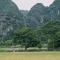 Tam Coc Windy Fields
