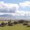 Curlew - Carnforth