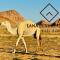 Wadi Rum Lana luxury camp