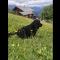 Bergpension Battagliahütte