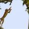 Amazon Curassow Lodge and Expeditions