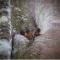 Amazon Curassow Lodge and Expeditions