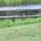 Golf and Tennis Community - Peaceful Pond Paradise - Pet friendly