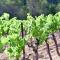 Bastide Domaine Tour Campanets - 勒皮伊圣雷帕拉德