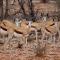 Kifaru Bush camp