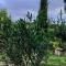 Podocarpus cottages