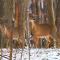 Tremblant Chalet Walking Distance from Activities - مونت تريمبلانت